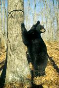 Bear, black - standing by tree b 16223