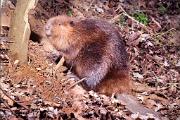 Beaver - by gnawed maple D YL5T2158