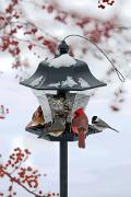 Birdfeeder - in snow with northern cardinals, tufted titmouse and Carolina chickadee CD YL5T0024k