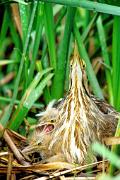 Bittern, American - brooding 2 young in nest in cattails D 17097k