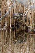 Bittern, American - with minnow in cattail marsh VD MASL3708k