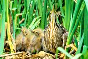 Bittern, American - with two young and egg at nest D 17199k