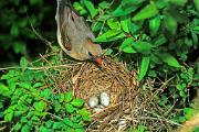 Cardinal, Northern - female on nest rim D 18037k