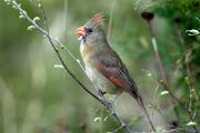 Cardinal, Northern - female singing CD MASL9299k