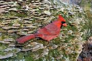 Cardinal, norrthern - male on old maple log CD MASW1683k