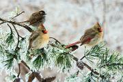 Cardinal, northern - 2  females and white-throated sparrow in icy pine D YL5T5714k