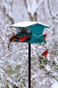 Cardinal, northern - 4 at birdfeeder in snow BD YL5T0520