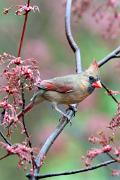 Cardinal, northern - female in maple blossoms VD YL5T5225k