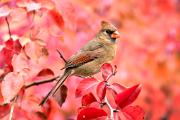 Cardinal, northern - female in pear tree in fall D KQ7S5035k