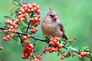 Cardinal, northern - female in pyracantha CD YL5T4924k