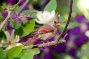 Cardinal, northern - female on sweetbay magnolia by clematis CD MASL5348k