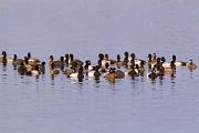 Duck,  lesser scaup - flock mixed with coots MASL0176