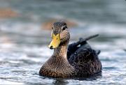 Duck, American black - male swimming 13611