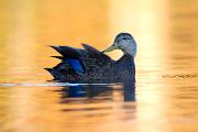 Duck, American black - preening on water in fall D YL5T6407k
