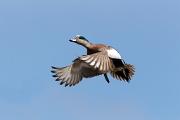 Duck, American wigeon - male flying D MASL6624k