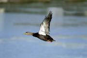 Duck, black - flying 27930