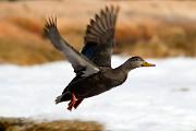 Duck, black - flying MASL1983
