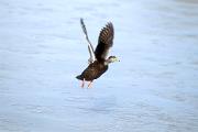 Duck, black - flying over ice 24245