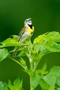 Dickcissel - male singing on plant top VD MASL5770