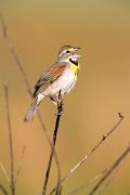 Dickcissel - male singing on weed stem C YL5T8997