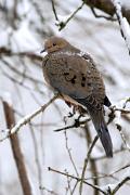 Dove, mourning  - on branch in snow VD YL5T0483k