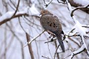 Dove, mourning - in snow CD YL5T0483k