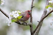 Finch, house - male in pear blossoms CD YL5T6285
