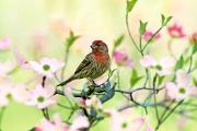 Finch, house - male in pink dogwood blossoms D 23161k