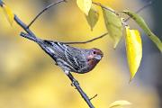 Finch, house - male in wild cherry in fall D 4064