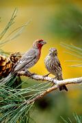 Finch, house - pair in pine in fall D 23300