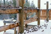 Finch, rosy - flock at birdseed on deck in  snow D 14094k