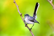 Gnatcatcher, blue-gray - male with insect  D 23399k