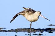 Godwit, marbled - stretching D KQ7S3468