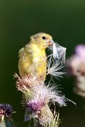 Goldfinch, American - female gathering thistle down VD YL5T3516k