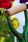 Goldfinch, American - female on garden tool handle VD MASL5425k
