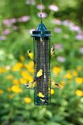 Goldfinch, American - flock on thistle feeder D KQ7S0163k
