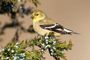 Goldfinch, American - in redcedar in winter  KQ7S9321