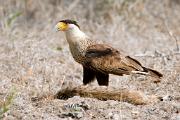 Caracara, crested - by dead bobcat CD YL5T9568k