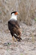 Caracara, crested - in dried grass VD YL5T9399k