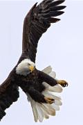 Eagle, bald - adult approaching, twisting 3MAS2377