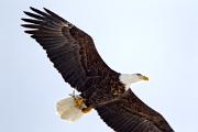Eagle, bald - adult carrying fish 3MAS3659