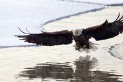 Eagle, bald - adult fishing in icy channel 3MAS2877