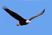 Eagle, bald - adult flying 3MAS2372