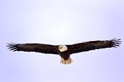 Eagle, bald - adult flying 3MAS3560