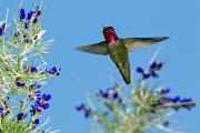 Hummingbird, Anna's - male by indigo bush CD MASL3643k