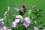 Hummingbird, Anna's - male by lantana D MASL5521k
