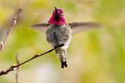 Hummingbird, Anna's - male fanning wings D MASL0518k