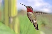 Hummingbird, Anna's - male hovering D 14166k