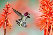 Hummingbird, Anna's - male hovering at aloe CD MASL3128k
