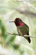 Hummingbird, Anna's - male perched VD MASL5120k